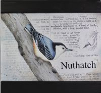 Nuthatch
